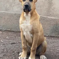 مجموعه پرورش سگ alborz.dog آلابای و خراسانی