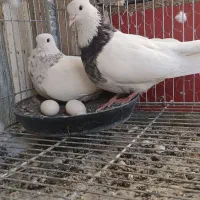 کبوترطوقی