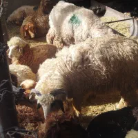 بره نروماده.واسه عید قربان ومحرم .ماهشهر