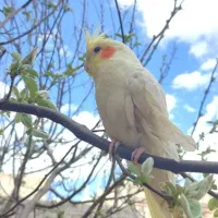 2عدد جوجه عروس هلندی لوتینو سخن گو وقابل یاد گیری