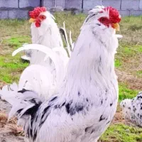 دوعدد مرغ گلین لری ودوعدد خروس ۵ماهه فول کیفیت