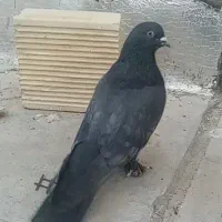 کبوتر ۳تانرسیاه سو قدیم پر کلفت و بازی کن