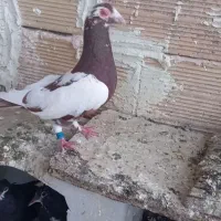 کبوتر میلومنز گمشده