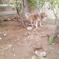 سگ‌نگهبانی|سگ|گرمی, |دیوار