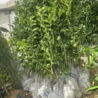 نهال|خدمات باغبانی و درختکاری|کازرون, |دیوار