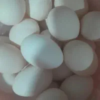 تخم مرغ