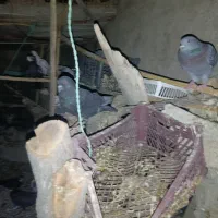 کبوتر|حیوانات مزرعه|سراوان, |دیوار
