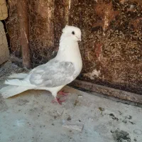 کبوترتهرانی