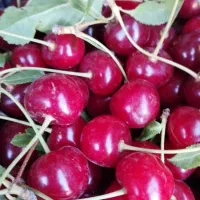 البالو درجه یک