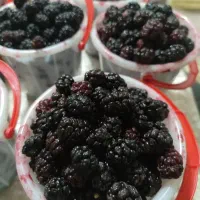 شاه توت اعلای کن