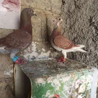 نر و ماده غوره ای پلاکی