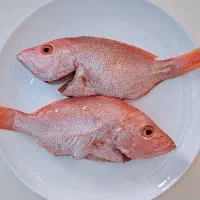 ماهی تازه صید امروز