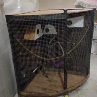 قفس