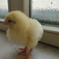 جوجه گوشتی نژاد راس ۳۰۸واقعی با ضمانت وزن گیری
