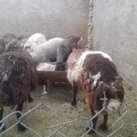 میش قسر چاق کشتاری
