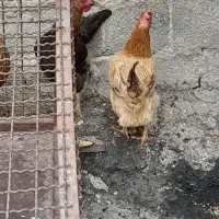 اسباب بازی بچه