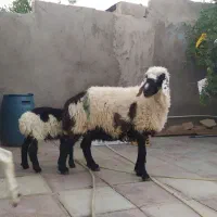 بز پاکستانی با بزغاله