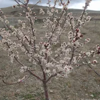 کاه نخود دارم