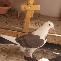 جوجه کفتر