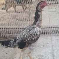 مرغ و خروس لاری