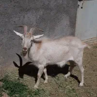 تکه سانن اصل