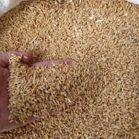 گندم دیمه بذری