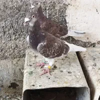 ۳عدد پلاکی معاوضه با ...