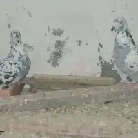 عروسک کفترکبوتر
