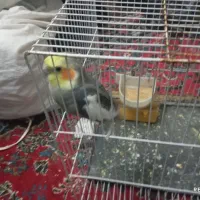 عروس هلندی جفت