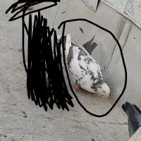 گمشده