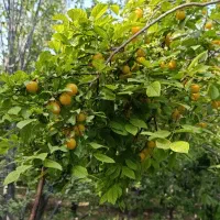آلو فروشی  /آلوچه لواشکی