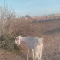 چتی یک ساله