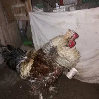خروس