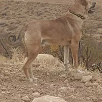 واگذاری سگ گله و نگهبان