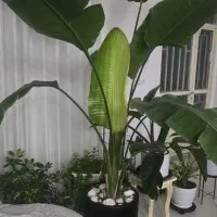 درختچه نیکولای بزرگ