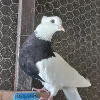 واکسی