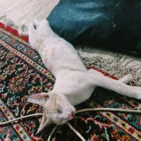 گربه کوچلو بامزه خانگی شیطون واگذار می‌شود