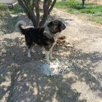 سگ محلی