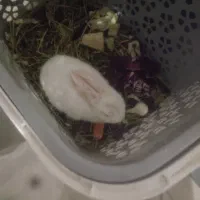 خرگوش