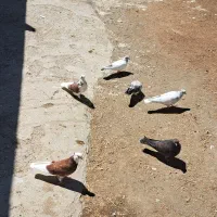کفتر