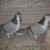 کبوتر خرقه شالی