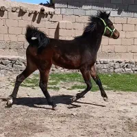 اسب