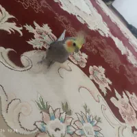 پرنده پیدا شده