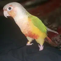 ط و ط ی