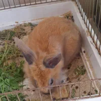 خرگوش قهوه ای