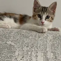 واگذاری گربه ناز و ملوس