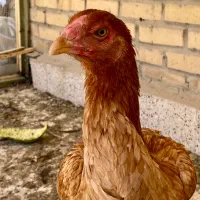 مرغ افغان جوان ۸ ماهه