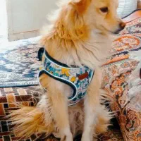 سگ پامر بسیار سگ باهوش و آرام