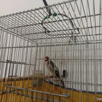 سهره دهن خرم آبادی پاک