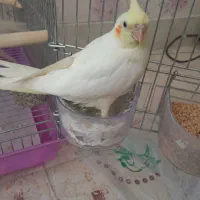 عروس هلندی